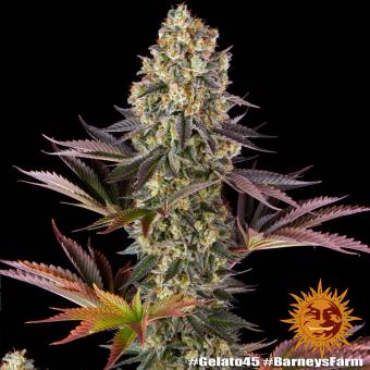 Gelato #45 - картинка 1
