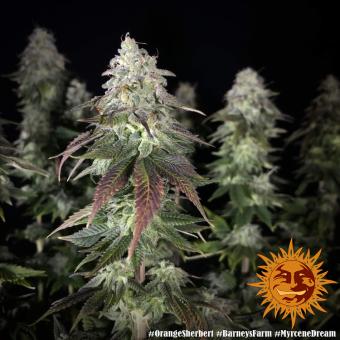 Orange Sherbert - картинка 6