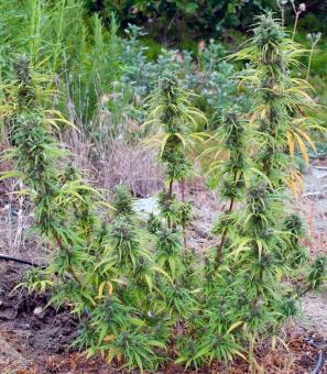 Durban Poison - картинка 1