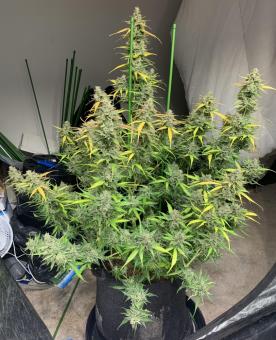 Auto Glueberry O.G. - картинка 7