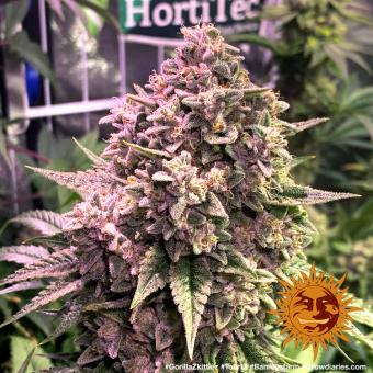 Gorilla Zkittlez - картинка 7
