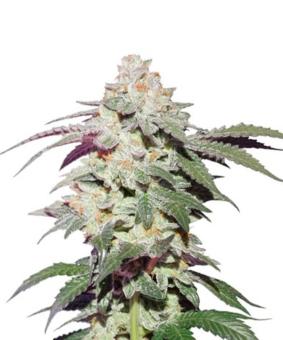 Skywalker Haze - картинка 6
