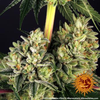 Gorilla Zkittlez - картинка 5