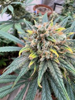 Gorilla Glue G4 - картинка 5
