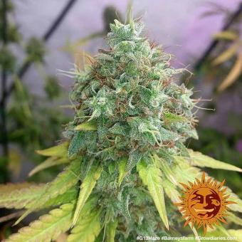 G13 Haze - картинка 2