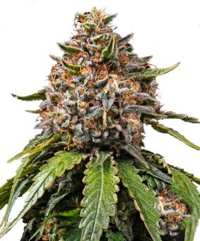 White Widow XXL - картинка 5