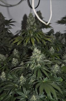 Allkush - картинка 1
