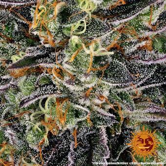 Watermelon Zkittlez - картинка 3