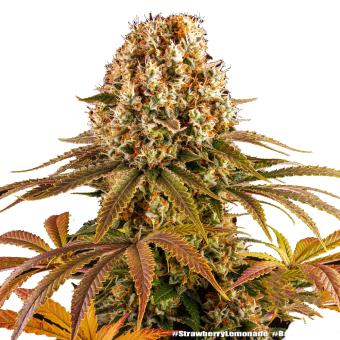 Strawberry Lemonade - картинка 8