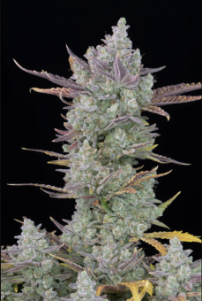 Gorilla Cookies Auto - картинка 1