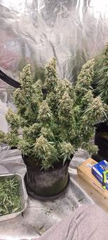 Gorilla Cookies Auto - картинка 10