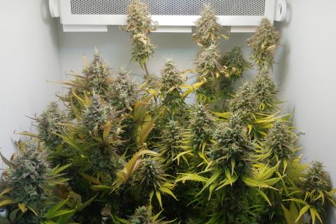 Auto Glueberry O.G. - картинка 9
