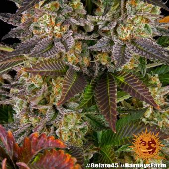 Gelato #45 - картинка 6