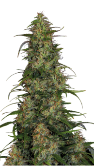 CBD-Chronic - картинка 3
