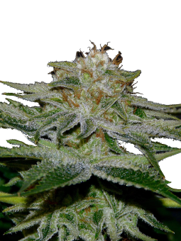 Pineapple Kush - картинка 10