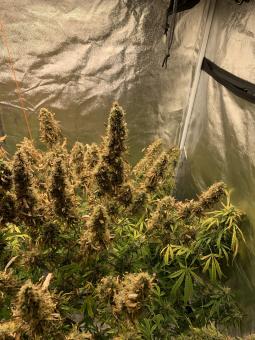 Zkittlez OG Auto - картинка 5