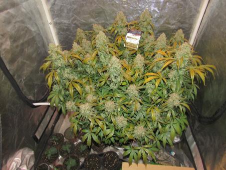 Auto Colorado Cookies - картинка 4