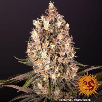 Blueberry OG - картинка 2