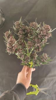 Gorilla Glue G4 - картинка 1