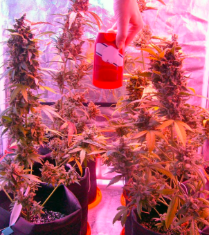 Green-O-Matic Auto - картинка 2