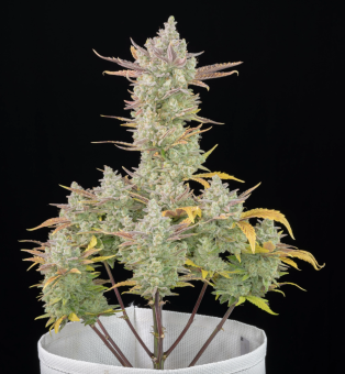 Gorilla Cookies Auto - картинка 2