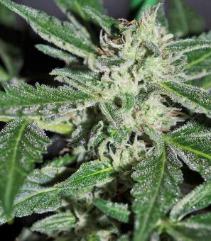 Blue Dream Auto - картинка 1