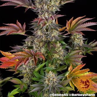 Gelato #45 - картинка 7