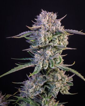 Strawberry Gorilla Auto - картинка 1