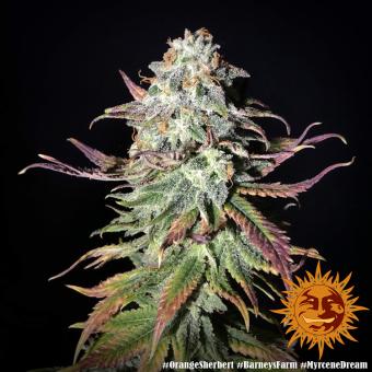 Orange Sherbert - картинка 7