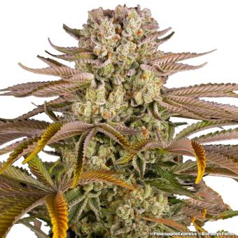 Pineapple Express - картинка 1