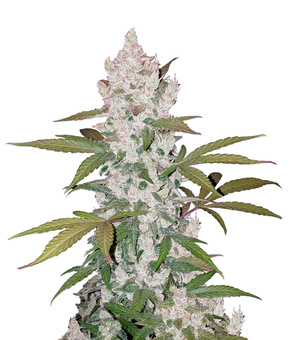 Girl Scout Cookies - картинка 1