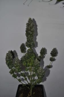 Allkush - картинка 5