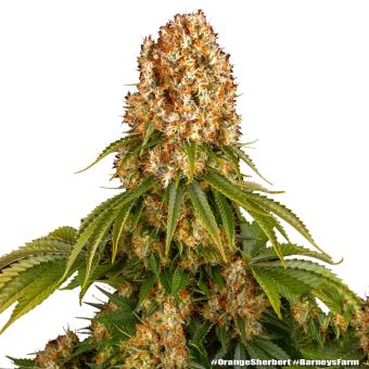 Orange Sherbert - картинка 10