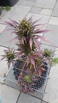 Auto Colorado Cookies - картинка 5