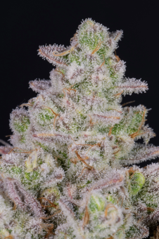 Gorilla Cookies Auto - картинка 9