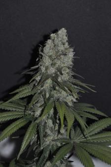 Allkush - картинка 2