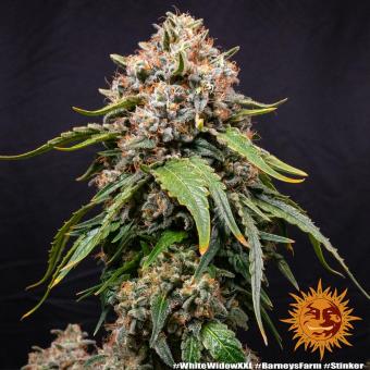 White Widow XXL - картинка 3