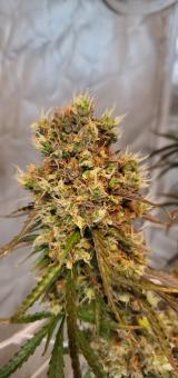 Zkittlez OG Auto - картинка 1