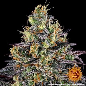 Watermelon Zkittlez - картинка 4