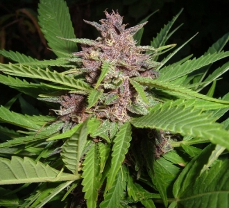 Durban Poison - картинка 4