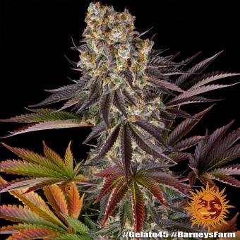 Gelato #45 - картинка 3