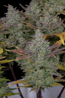 Gorilla Cookies Auto - картинка 5